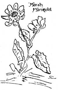marsh marigold