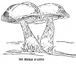 the edible boletus