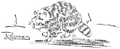 racoon