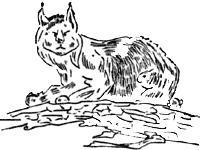 wild cat