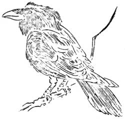 raven