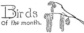 Birds of the Month