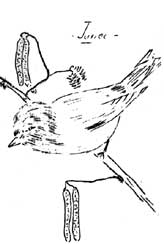 Junco