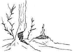 beaver cuttings on tree
