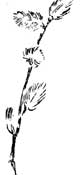 willow branch