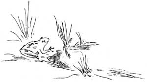 frog