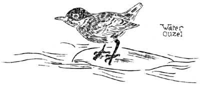 Water Ouzel