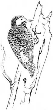 flicker