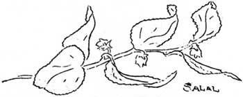 salal