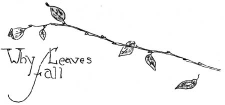 Why Leaves Fall