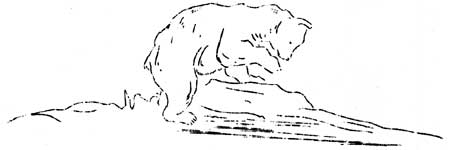 black bear