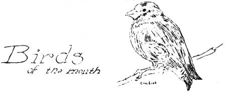 Birds of the Month w/grosbeak