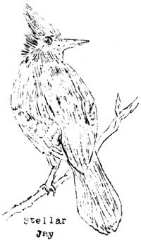 Stellar Jay