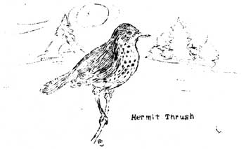 Hermit Thrush