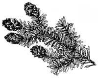 Western Hemlock