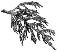 Western Redcedar