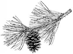 Ponderosa Pine