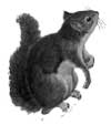 squirrel