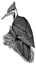 woodpecker