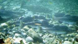 salmon