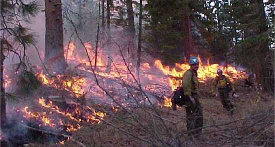 prescribed fire