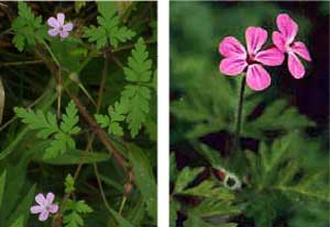 Herb Robert