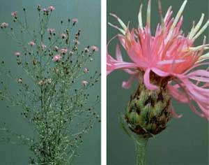 Spotted Knapweed