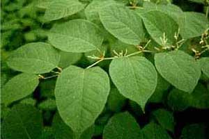 Japanese Knotweed