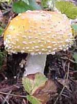 Princess Amanita