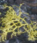 Lichen