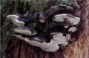 Polypore or conks