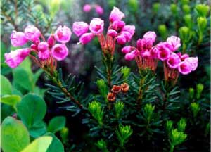 Pink Mountain Heather