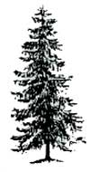 sketch of tree
