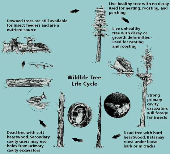 sketch of wildlife tree life cycle
