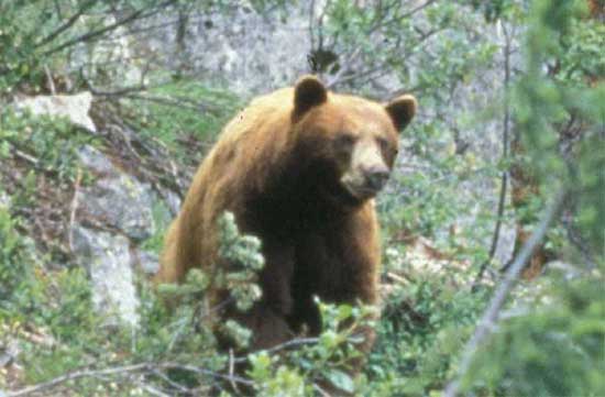 black bear