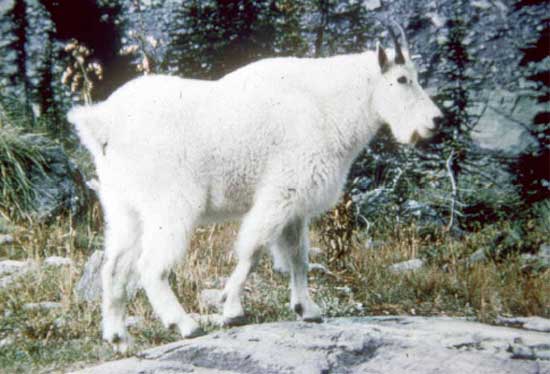 mountain goat
