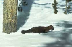 American marten
