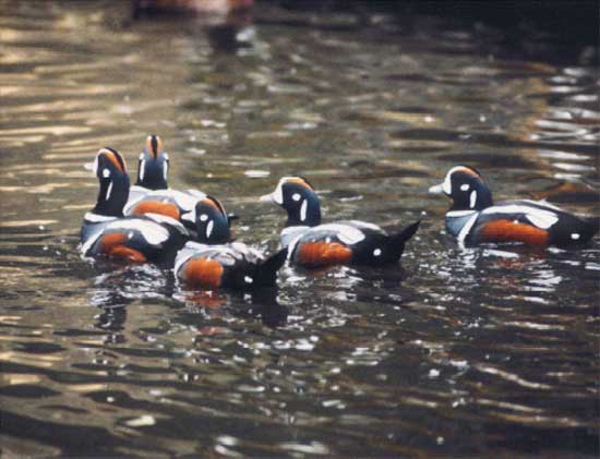 harlequin ducks