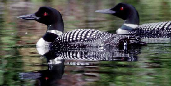 loon