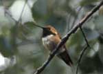 Rufous hummingbird