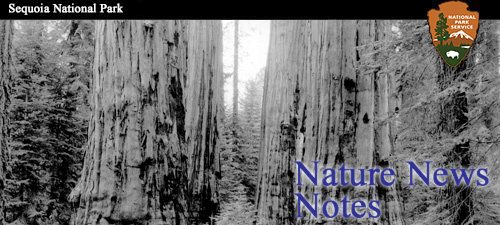 Nature Notes banner