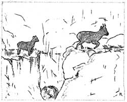 bighorn sheep