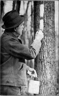 marking blaze on tree