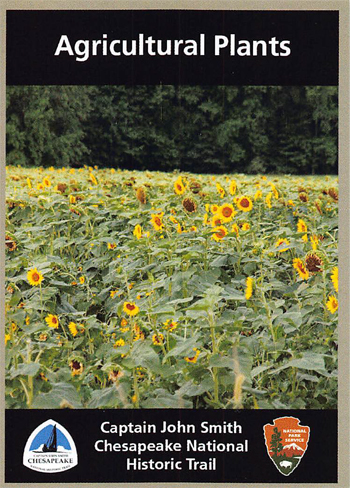 card cover