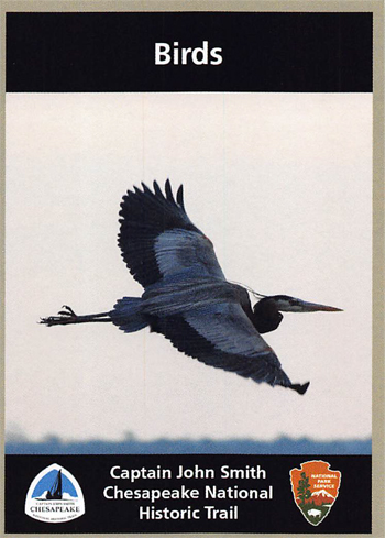 card cover