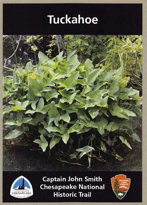 card cover