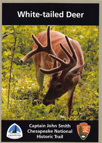 card cover