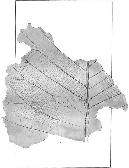 fossils