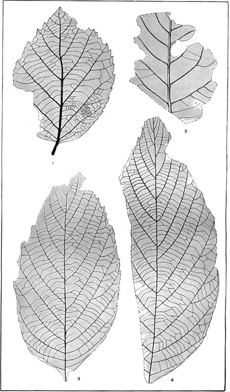 fossils