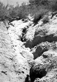  [Photo showing gullying/social trail near the river's ege leading to an archaeological site.] 
